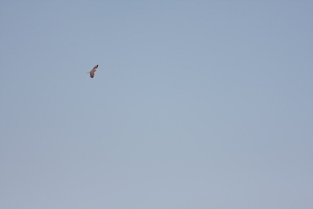 falco-peregrinus-namibia.jpg