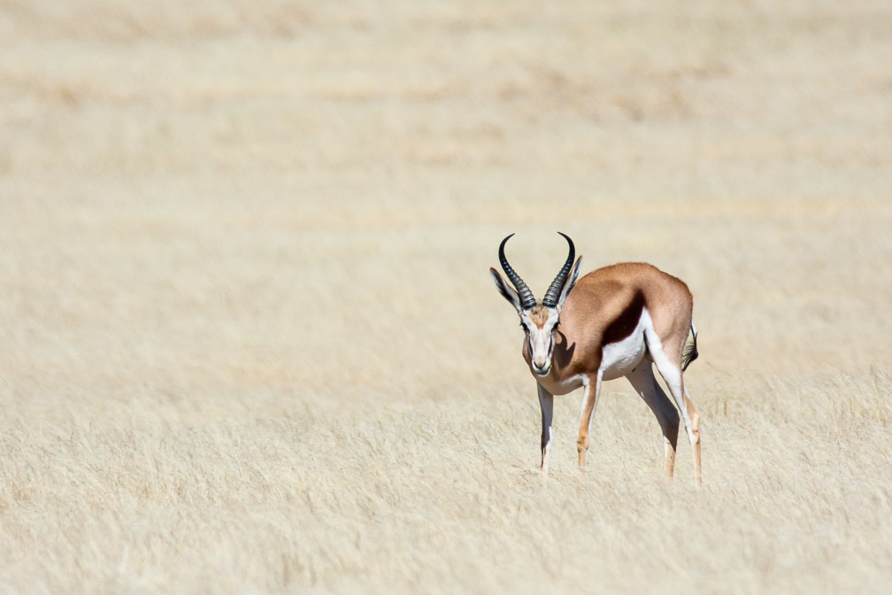 antidorcas-marsupialis-namibia.jpg