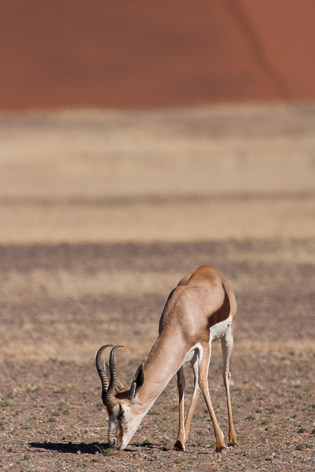antidorcas-marsupialis-namibia-2.jpg