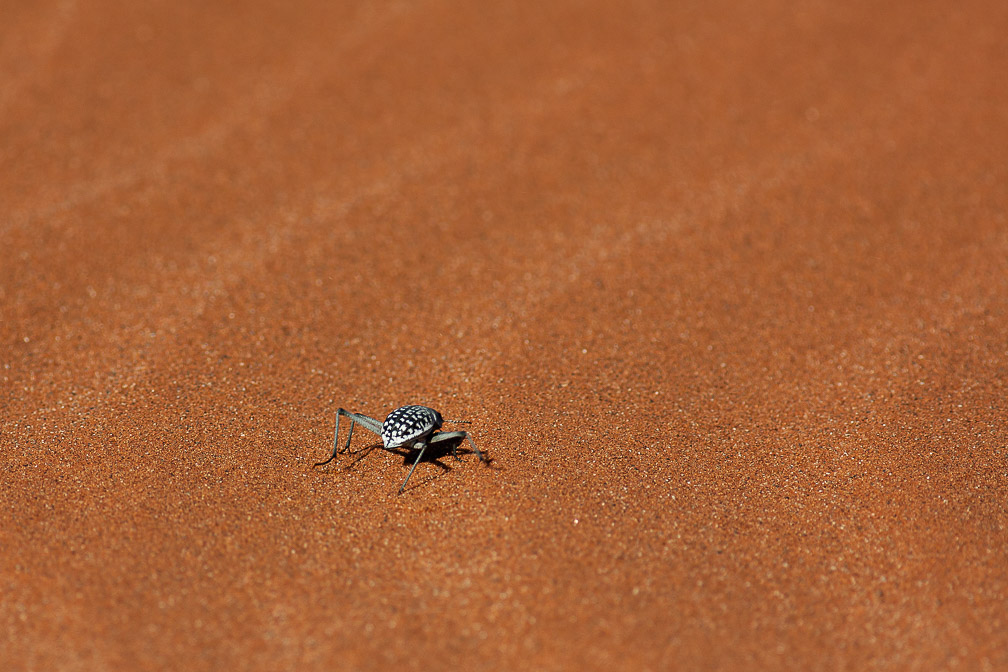 insect-sp-namibia-2.jpg