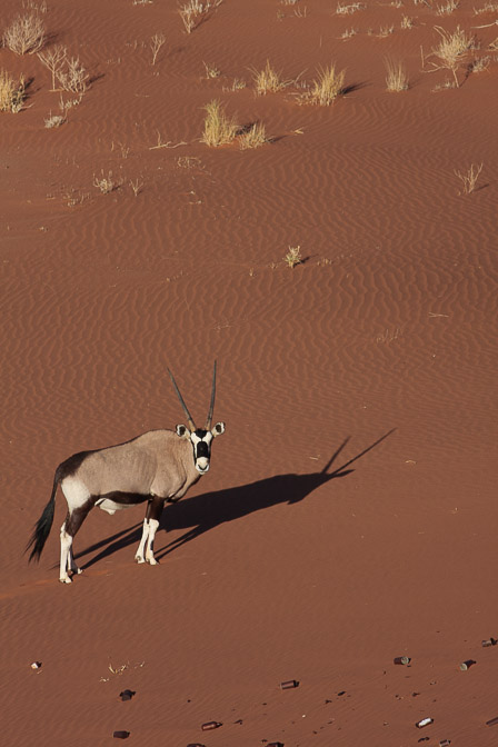 oryx-gazella-namibia-2.jpg