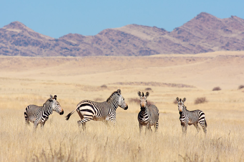 equus-zebra-namibia.jpg