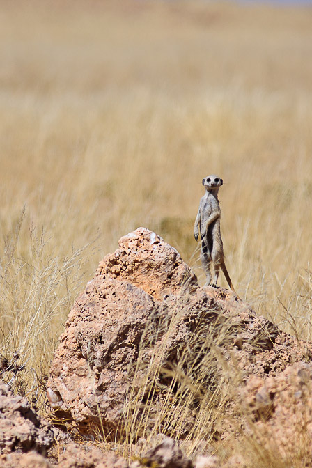 suricata-suricata-namibia.jpg