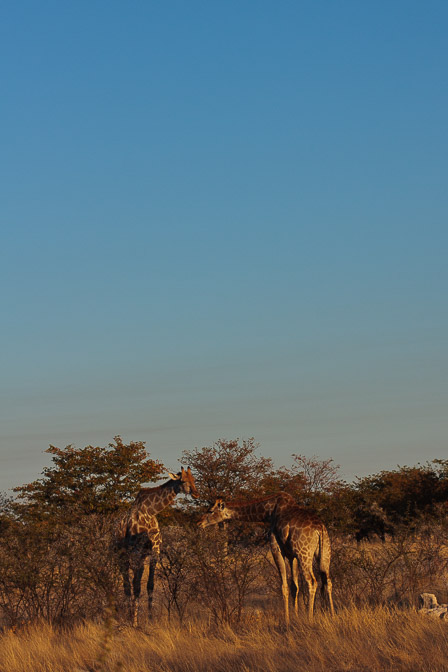 giraffa-camelopardalis-namibia.jpg