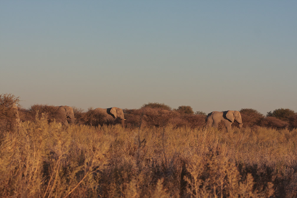loxodonta-africana-namibia.jpg