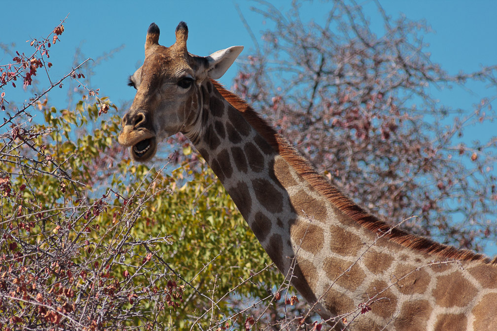 giraffa-camelopardalis-namibia-3.jpg
