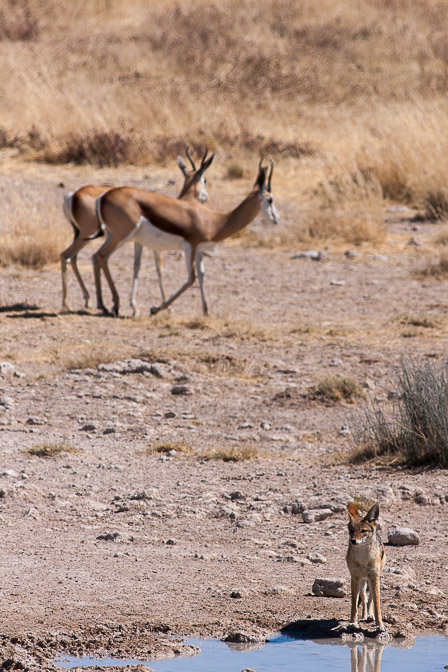 antidorcas-marsupialis-namibia-3.jpg