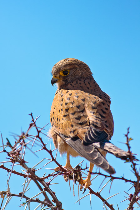 falco--tinunculus--namibia-2.jpg