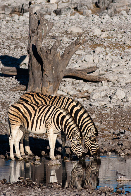 equus-quagga-namibia-2.jpg
