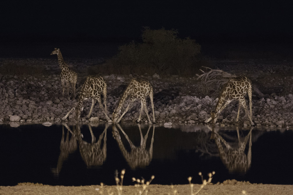 giraffa-camelopardalis-namibia-4.jpg