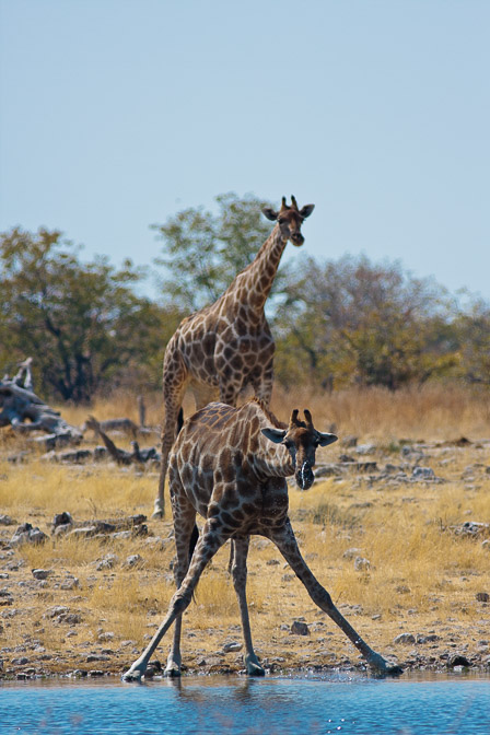 giraffa-camelopardalis-namibia-5.jpg