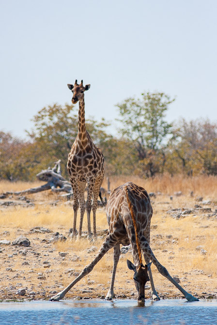 giraffa-camelopardalis-namibia-6.jpg