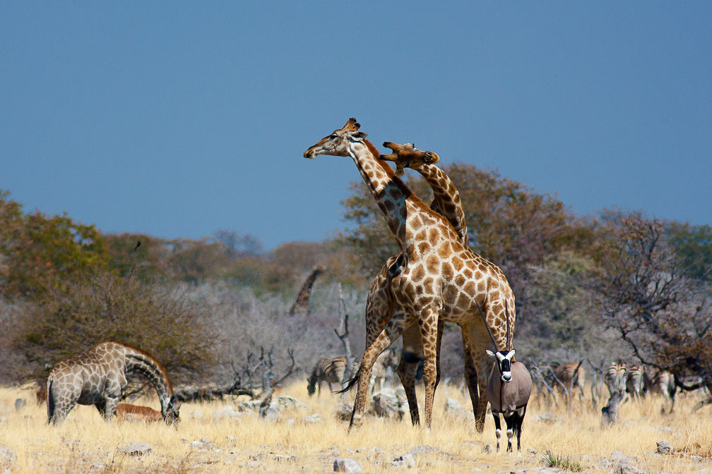 giraffa-camelopardalis-namibia-7.jpg