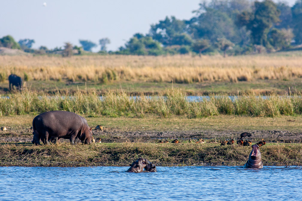 hippopotamus-amphibius-botswana.jpg
