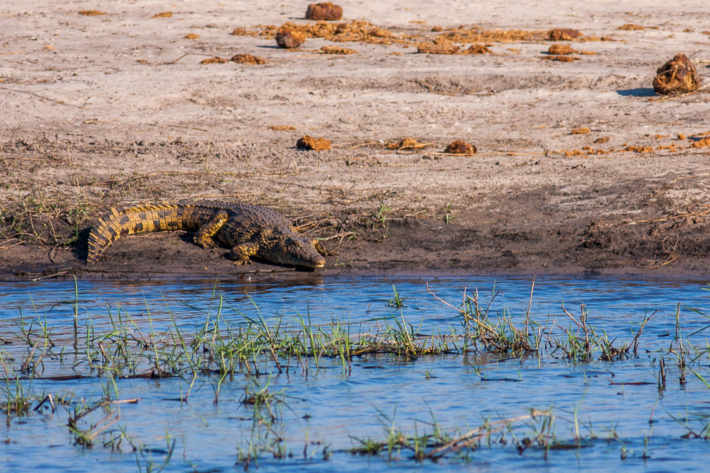 crocodylus-niloticus-botswana-2.jpg