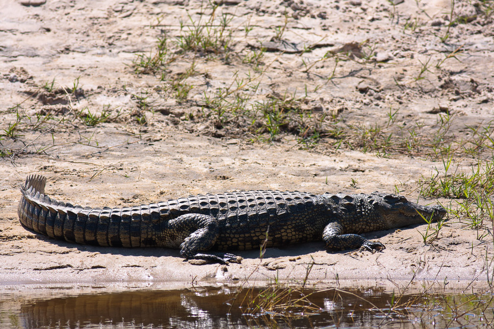 crocodylus-niloticus-botswana-3.jpg