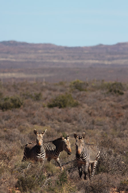 equus-zebra-south-africa-3.jpg