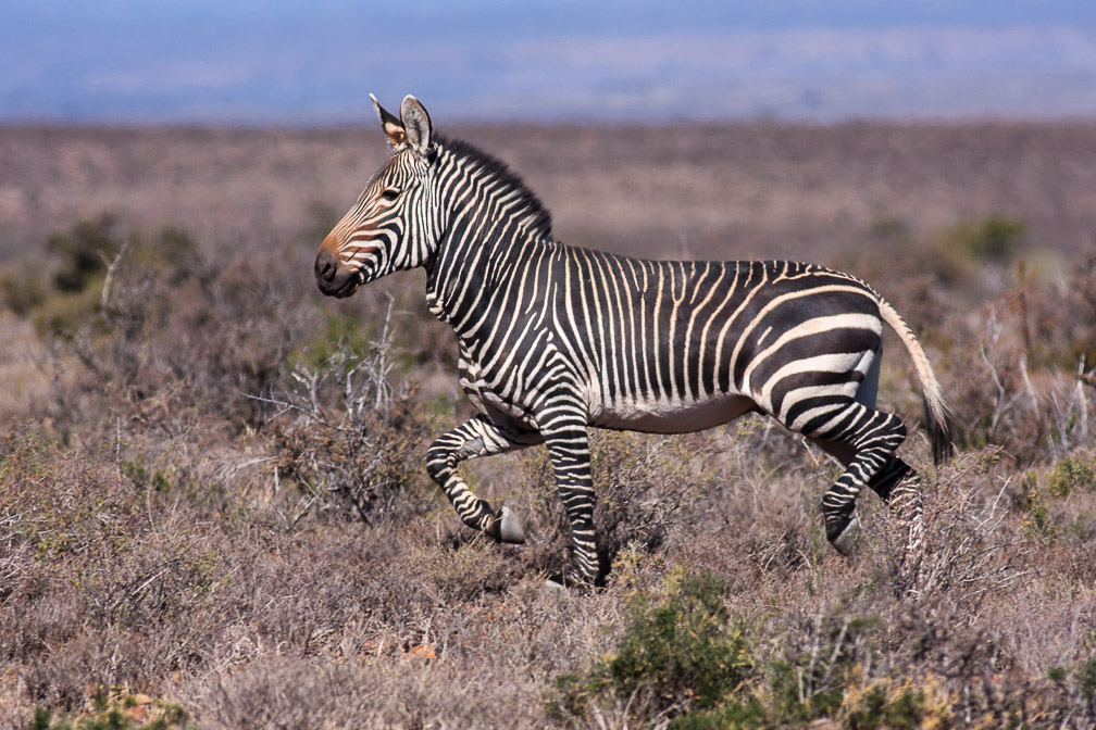 equus-zebra-south-africa-4.jpg