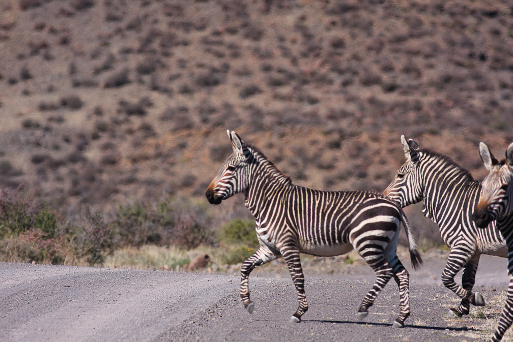 equus-zebra-south-africa-5.jpg