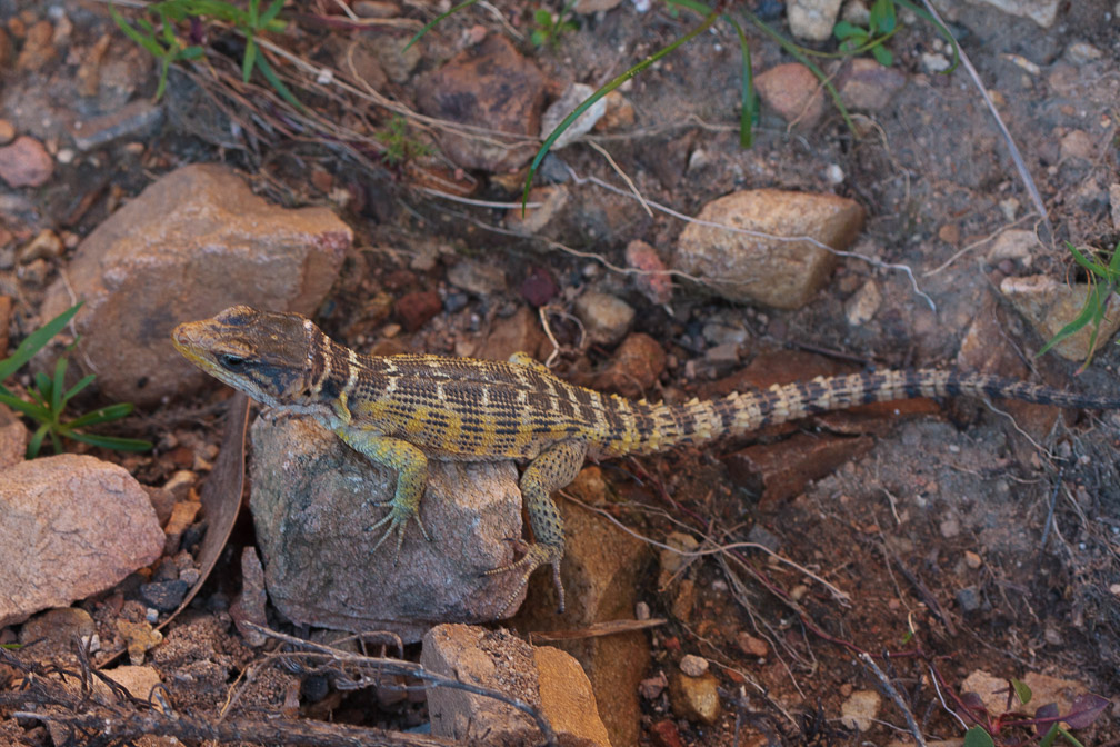 lizard-sp-south-africa.jpg