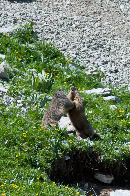 marmota-marmota-switzerland.jpg