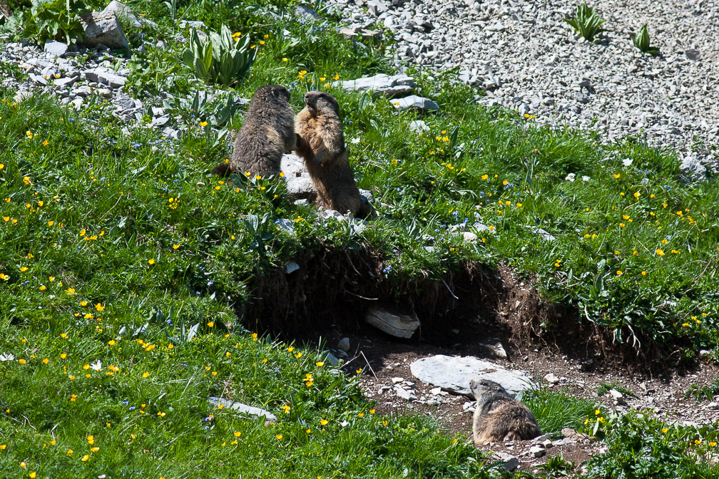 marmota-marmota-switzerland-2.jpg