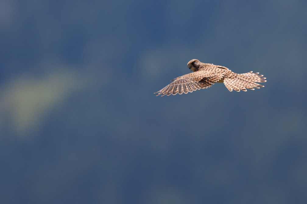 falco-tinunculus-switzerland-2.jpg