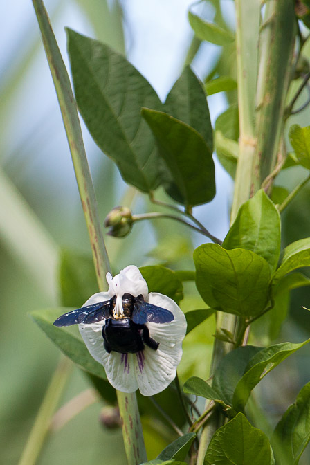 xylocopa-sp-guadeloupe.jpg