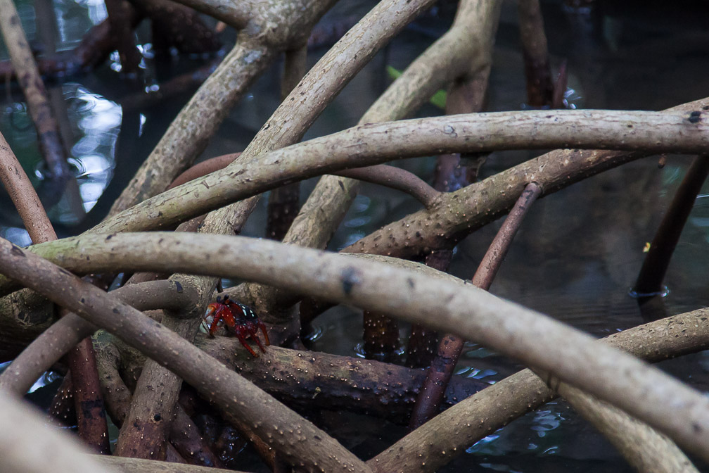 crabe-de-mangrove-guadeloupe.jpg