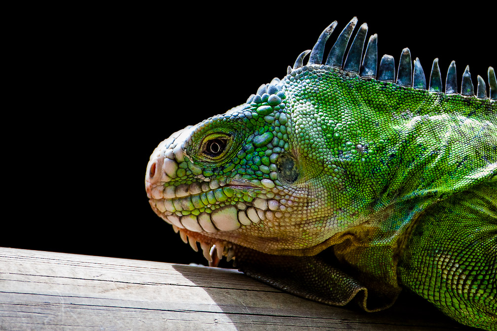 iguana-delicatissima-guadeloupe.jpg