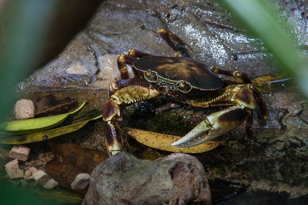 crabe-sp-guadeloupe-2.jpg