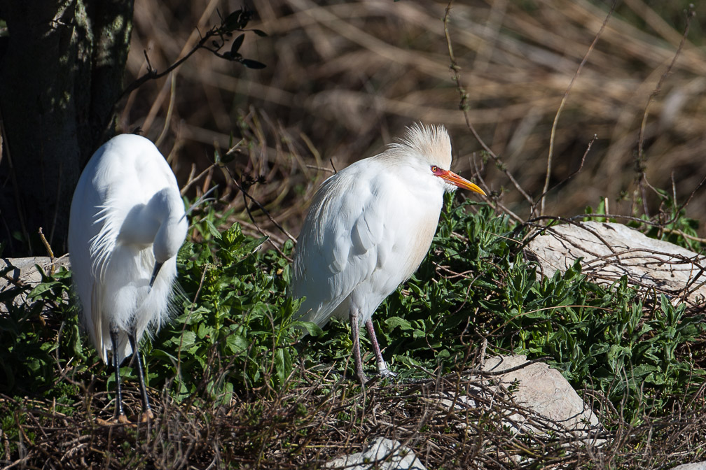 bubulcus-ibis-france.jpg