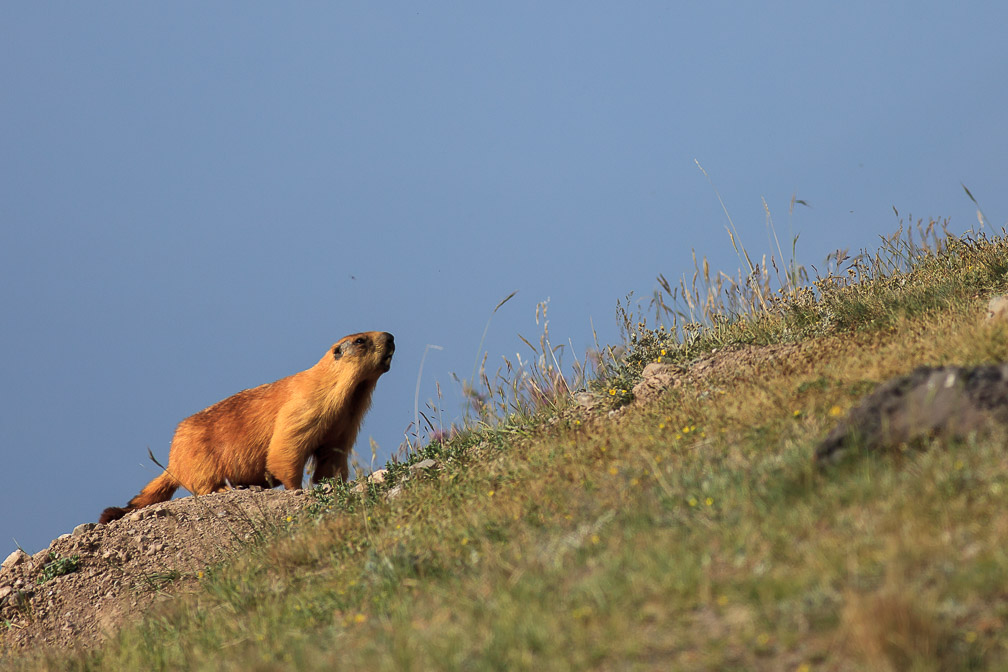 marmota-caudata-kyrgyzstan-3.jpg