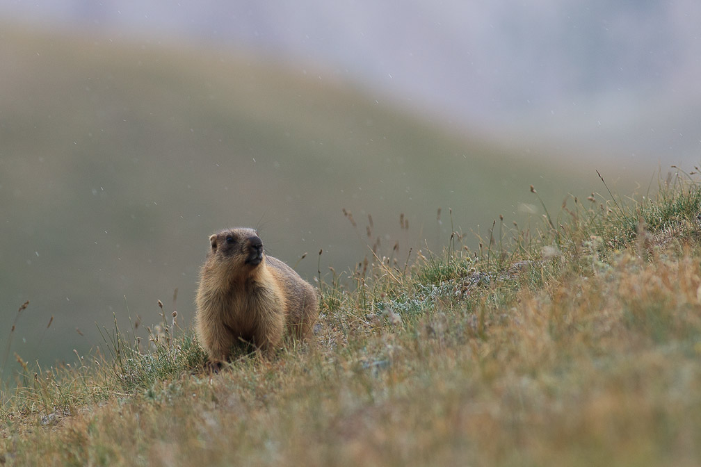marmota-caudata-kyrgyzstan-5.jpg