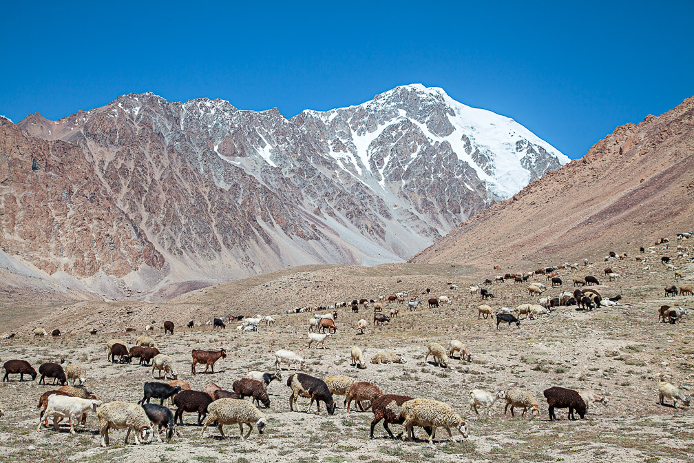 ovis-aries-tajikistan.jpg