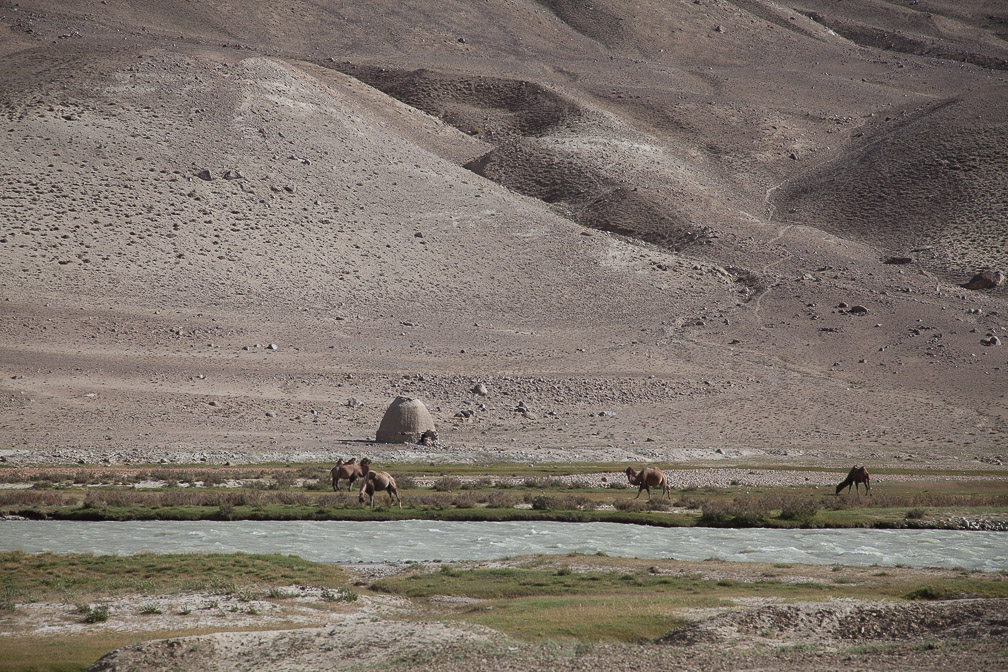 camelus-bactrianus-tajikistan.jpg