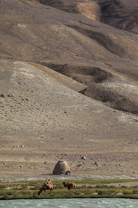 camelus-bactrianus-tajikistan-2.jpg