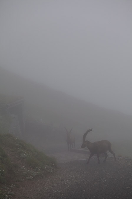 capra-ibex-austria.jpg