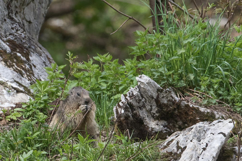 marmota-marmota-switzerland-7.jpg