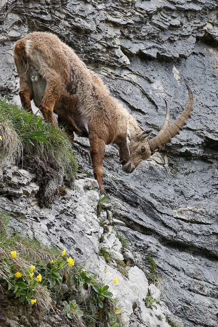 capra-ibex-switzerland-9.jpg