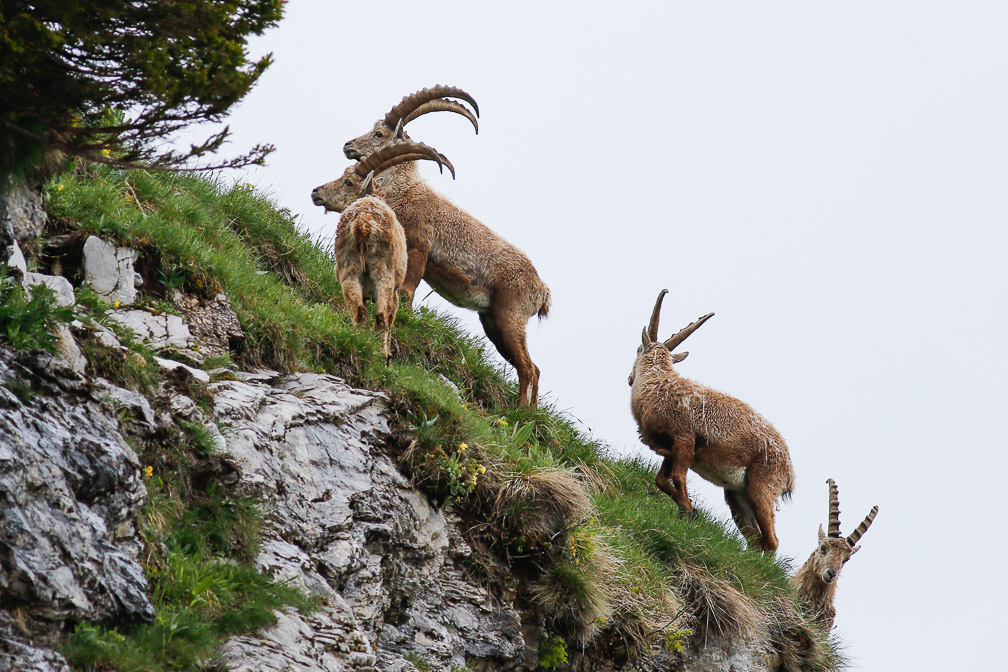 capra-ibex-switzerland-14.jpg