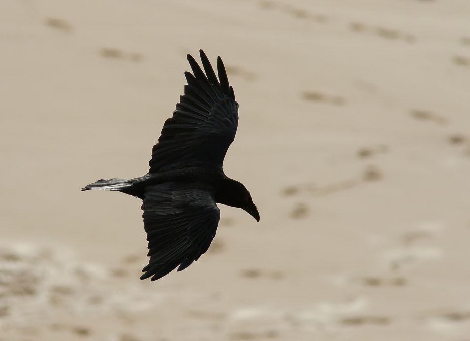 corvus-corax-canaries-fuerteventura.jpg