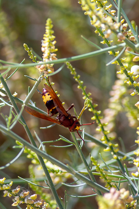 vespa-orientalis-egypt.jpg