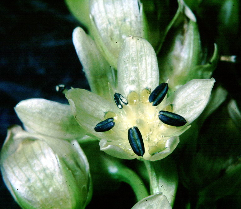 swertia-speciosa-nepal.jpg
