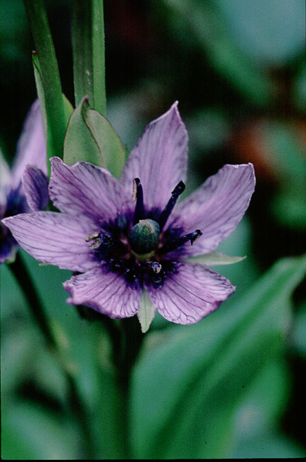 swertia-petiolata-nepal.jpg