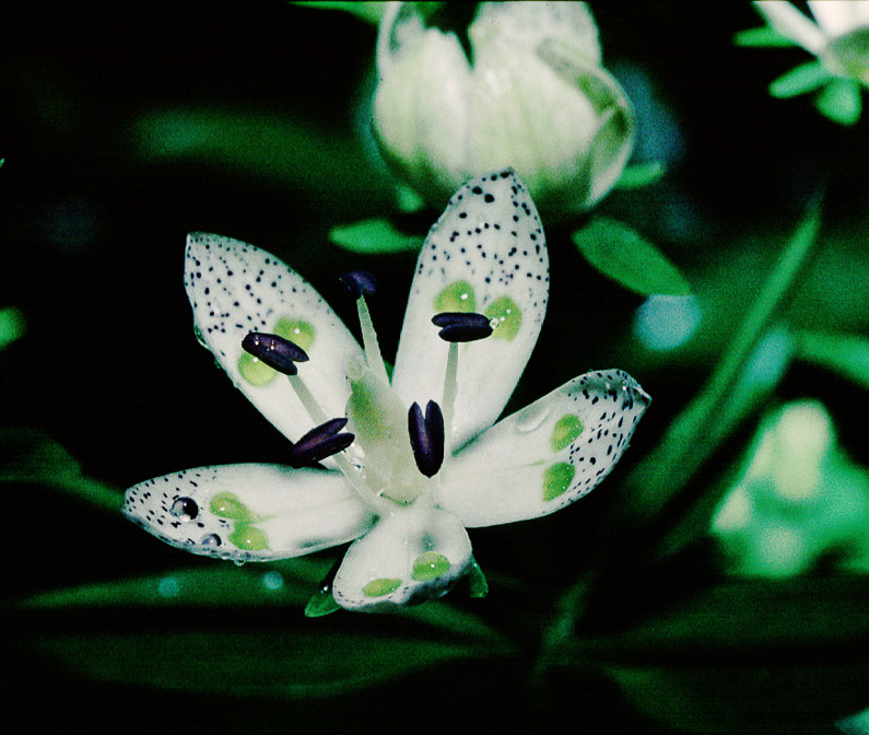 swertia-bimaculata-nepal.jpg