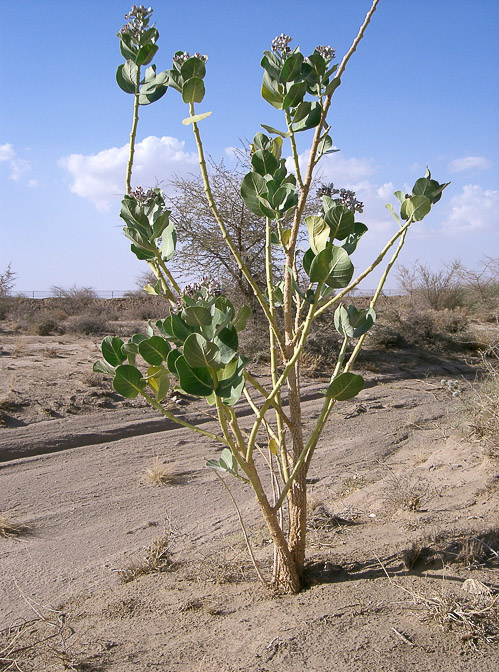 calotropis-procera-saudi-arabia-2.jpg