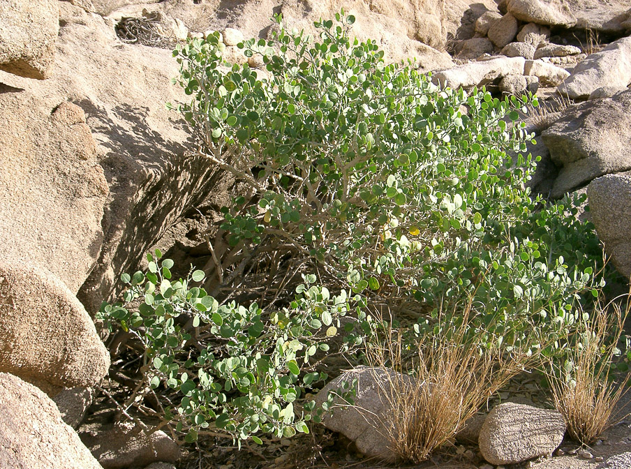 capparis-spinosa-saudi-arabia.jpg