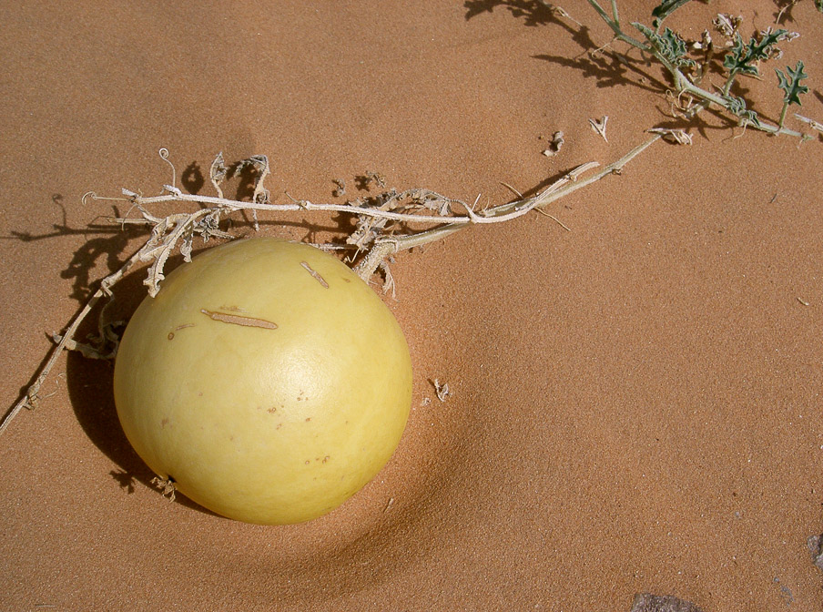 citrullus-colocynthis-saudi-arabia-2.jpg