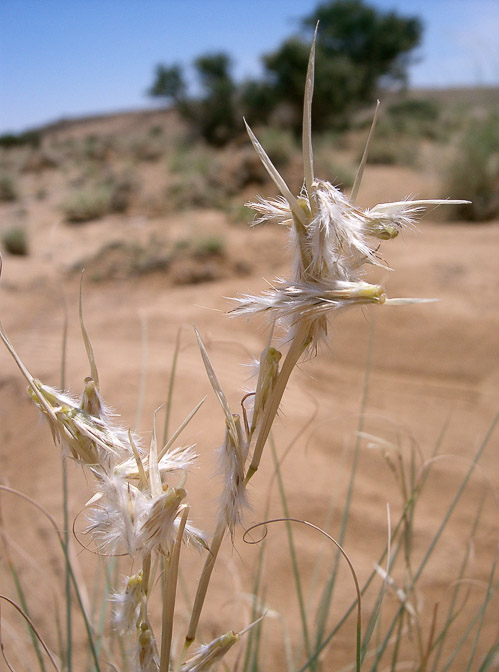 cymbopogon-schoenanthus-saudi-arabia-2.jpg